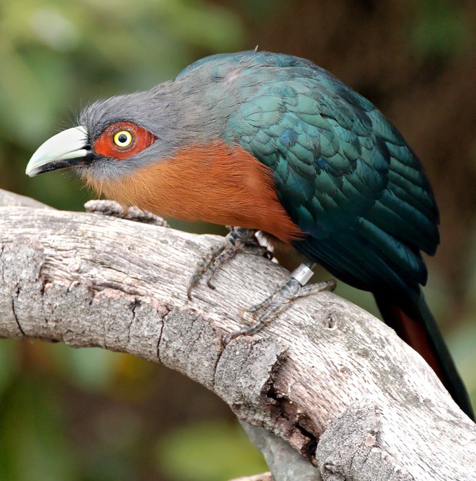 Otus brookii — малайская совка
