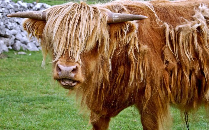 Scottish Highlands Cows