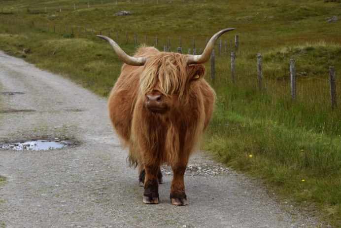 Scottish Highland Cattle