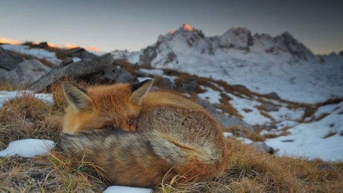 Лисица (Vulpes Vulpes)