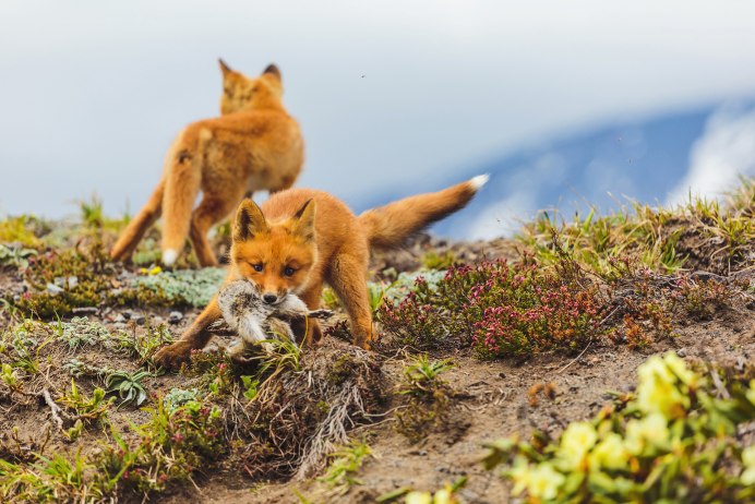Обыкновенная лисица (Vulpes Vulpes)
