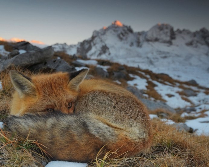 Корсак Сибирский