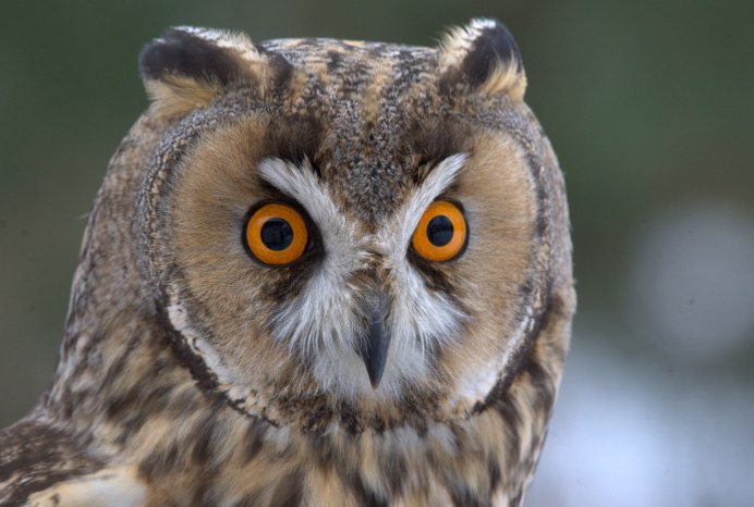 Strix aluco Linnaeus, 1758 = обыкновенная (серая) неясыть