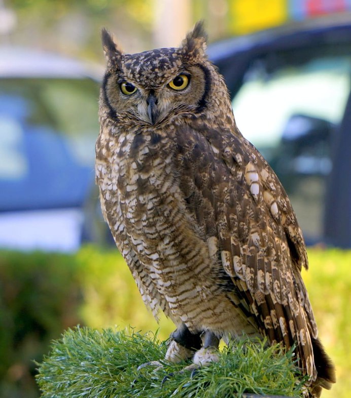 Otus lempiji