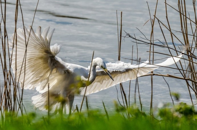 Egret Bird