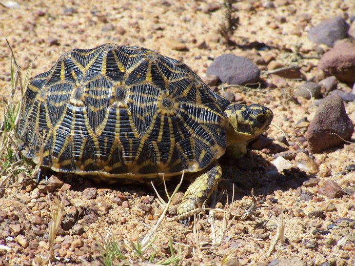 Psammobates geometricus