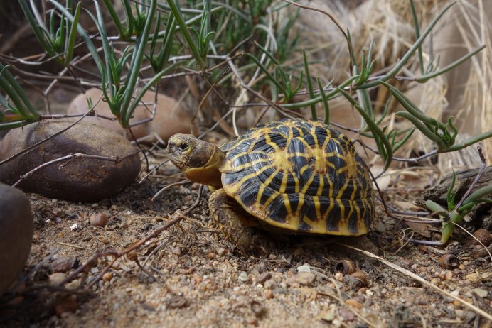 Psammobates geometricus