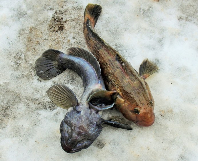Neogobius gymnotrachelus
