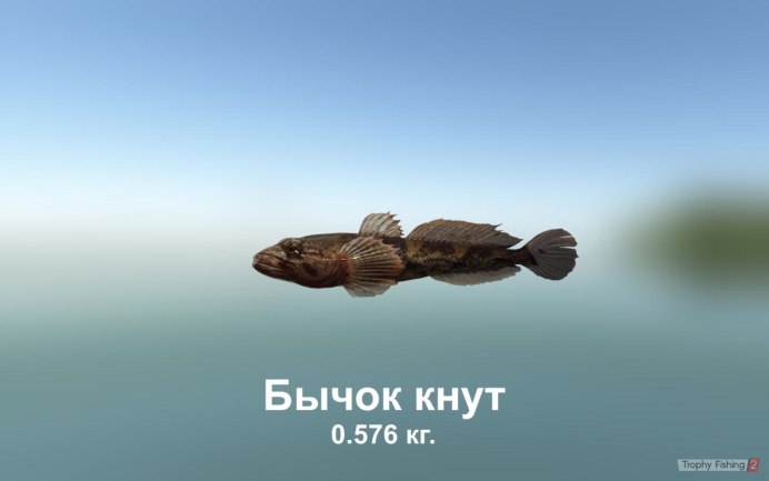 Mesogobius batrachocephalus