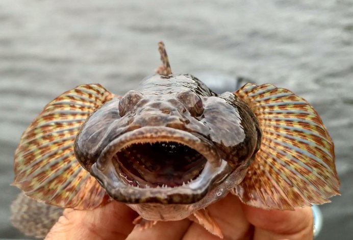 Морской бычок черное море