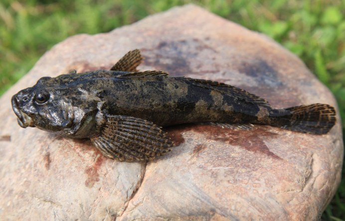 Mesogobius batrachocephalus