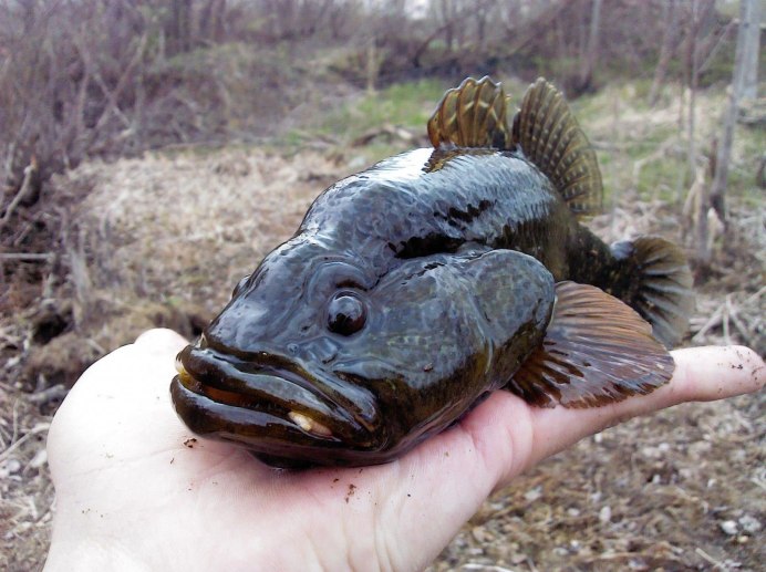 Съедобные рыбы черного моря