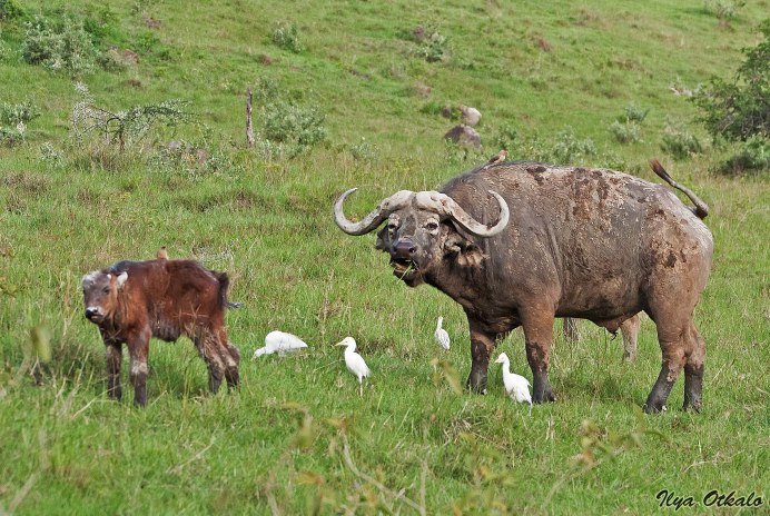  Bison Bison самка