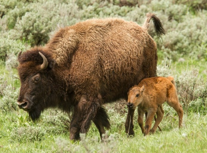 ЗУБР Bison bonasus