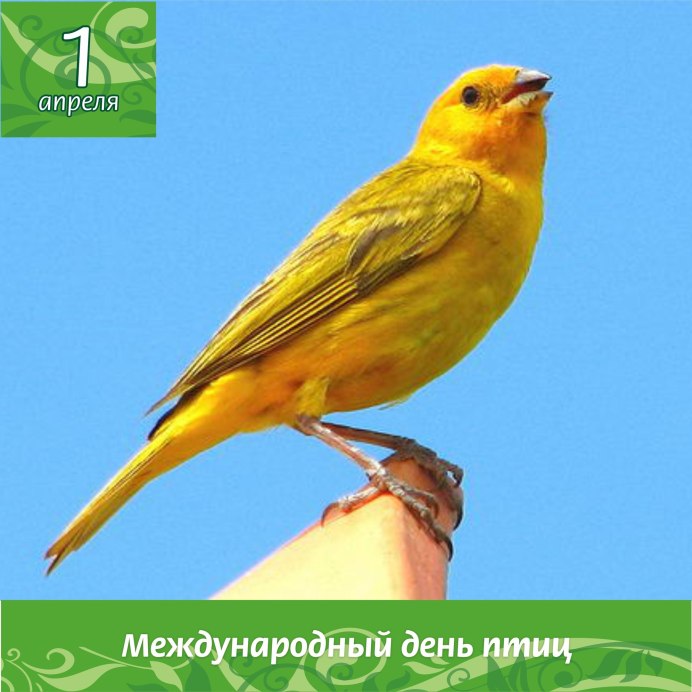Канарейка Канарская