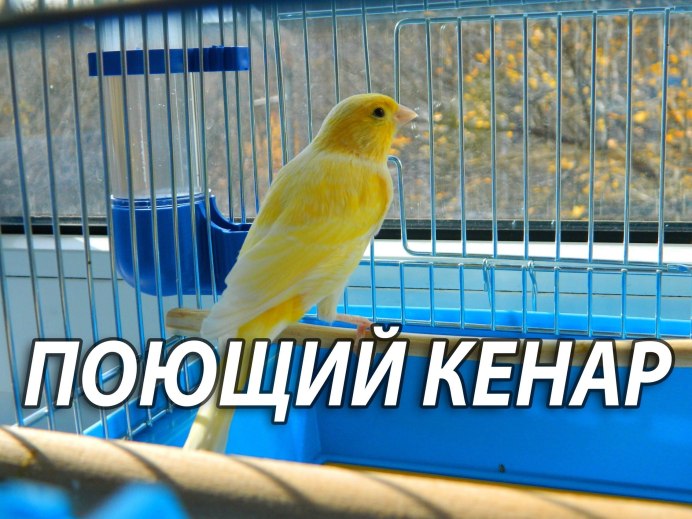 Трель кенара