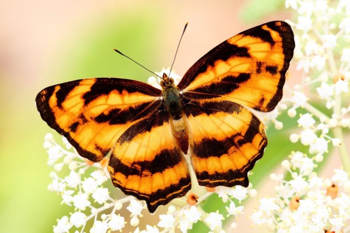 Бабочка Lucina