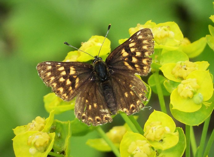 Люцина Шерлок