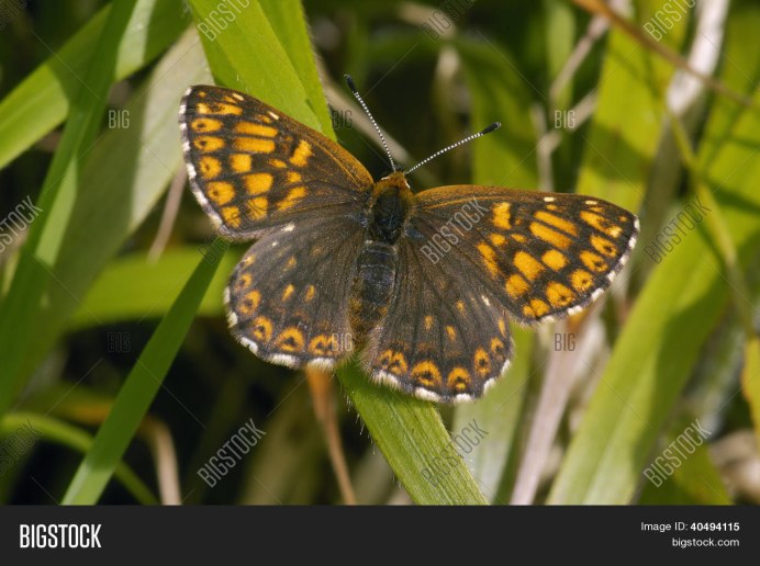 Герцог Бургундии бабочка