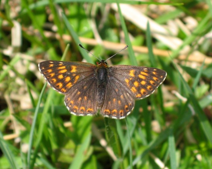 Бабочка герцог Бургундии фото
