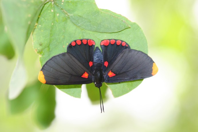 Сатурния – Павлиноглазка Геркулес
