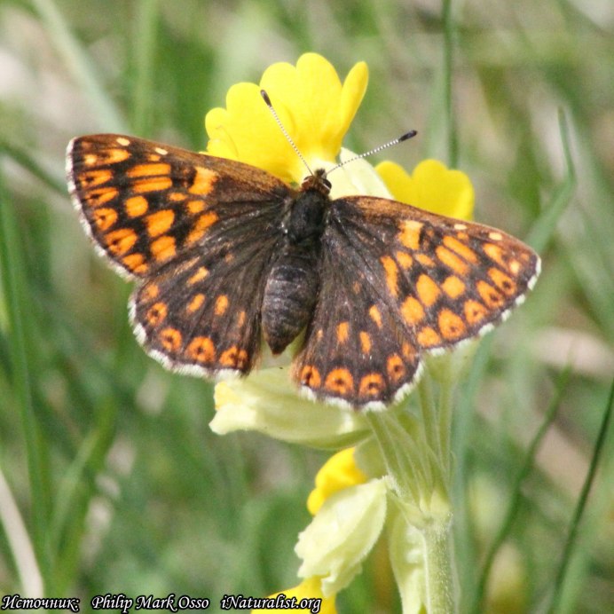 Бабочка герцог Бургундии фото