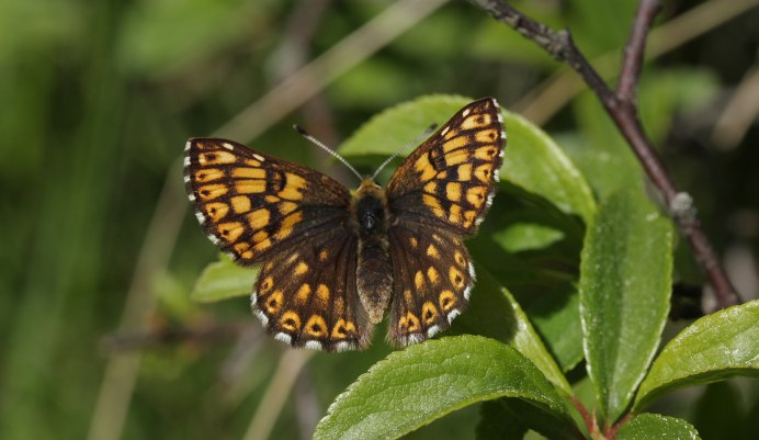 Люцина, или пеструшка Лесная