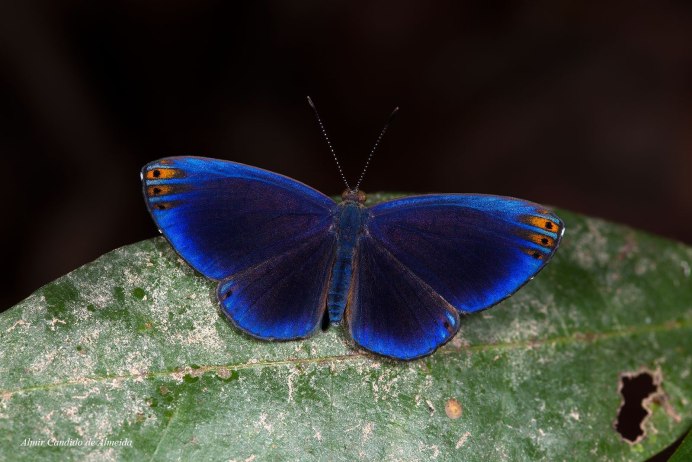 Оранжевая бабочка