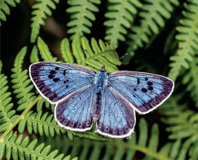 Фликр бабочка