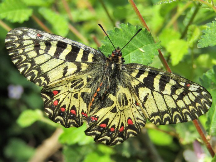 Бабочка Кардинал фото