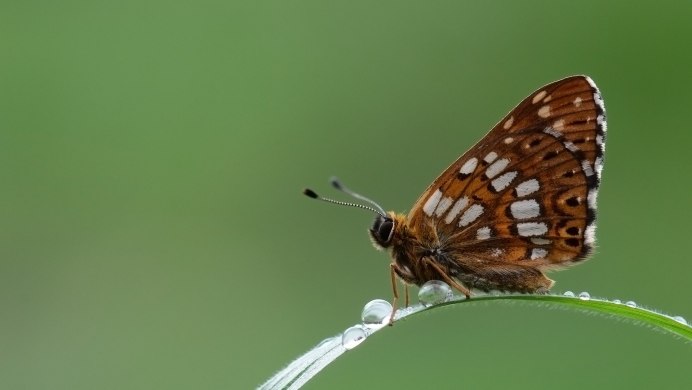 Герцог Бургундии бабочка