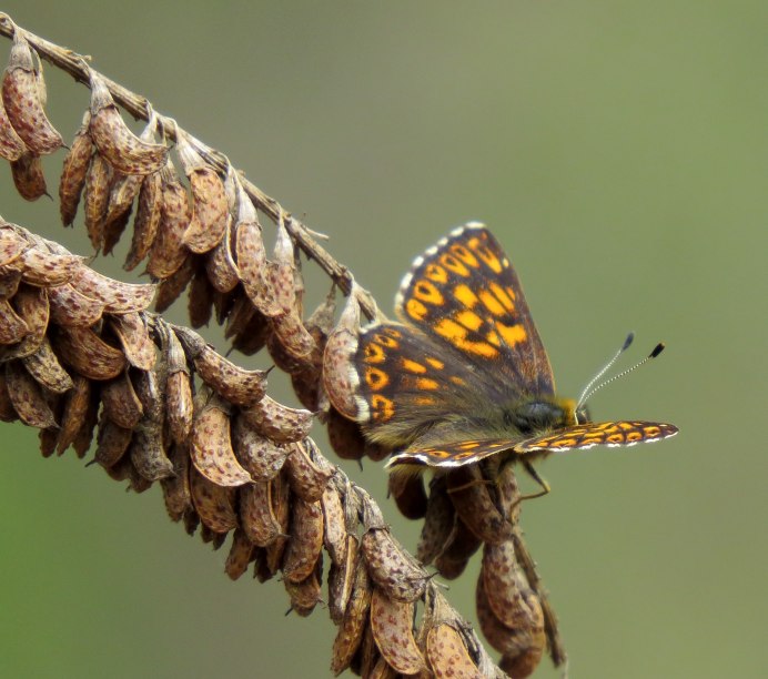 Имаго бабочки