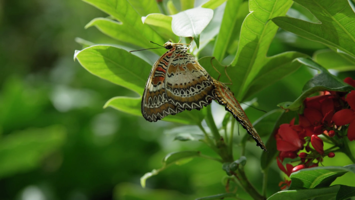 Бабочка с леопардовым окрасом