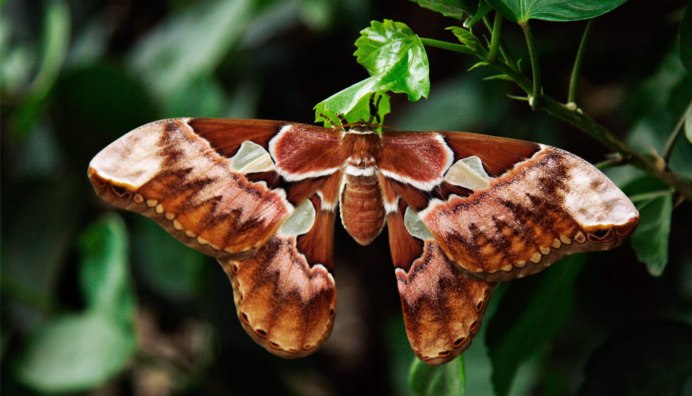 Бабочка the Archduke (m)