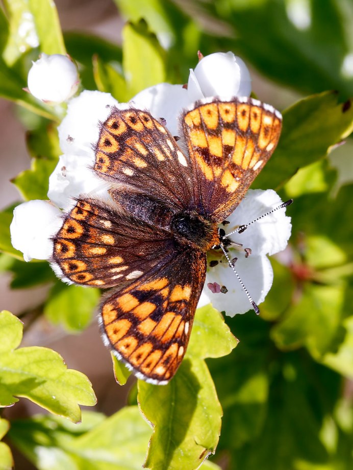 Бабочка большой бычий глаз для детей