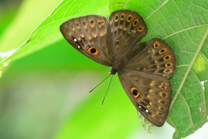 Первые бабочки североамериканская сказка