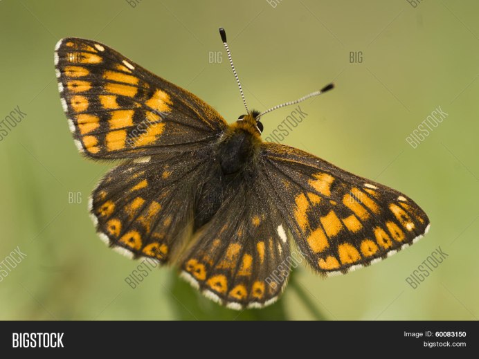 Люцин цветок