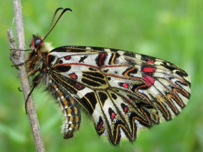 Люцина пеструшка Лесная