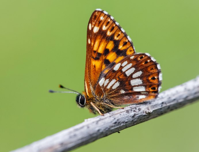 Герцог Бургундии бабочка