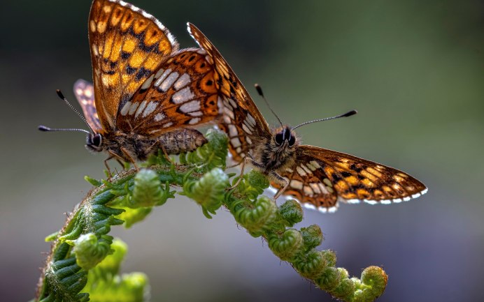 Бабочка Люцина фото