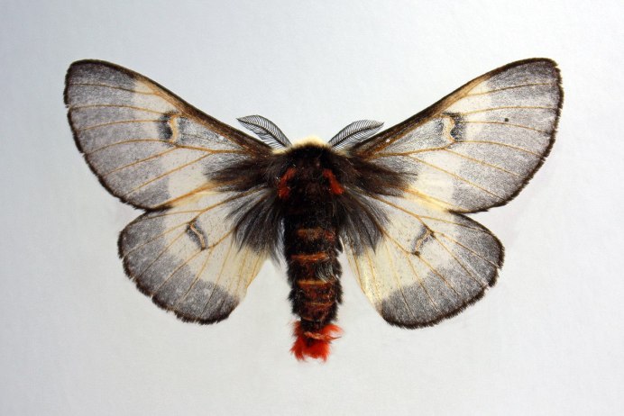 Бабочка Махаон 1996