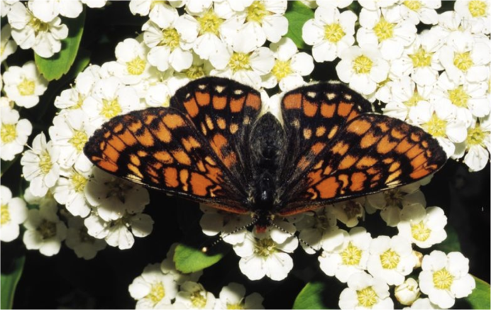 Бабочка Меланис хиллапана