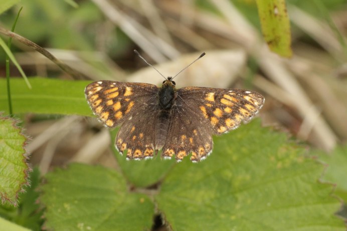 Люцин трава