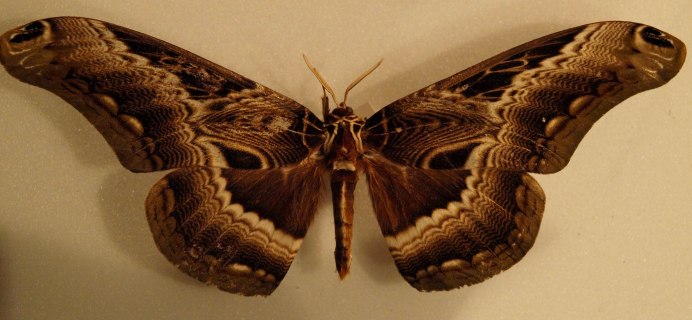 Бабочка Британия