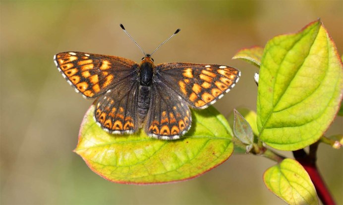 Бабочка Люцина фото