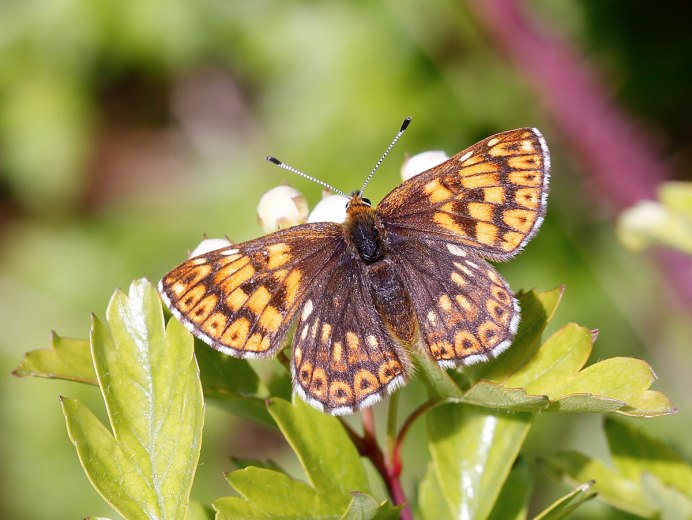 Герцог Бургундии бабочка