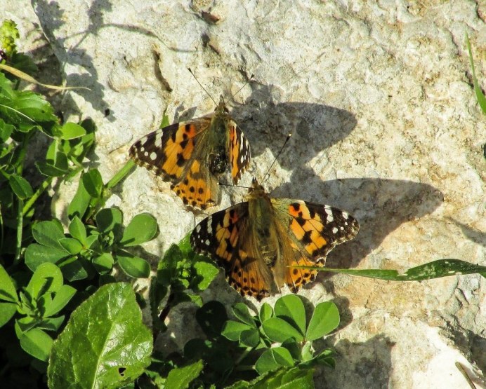 Бабочка Махаон на русском острове