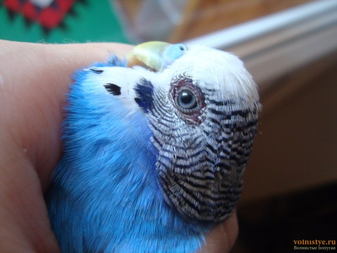 Зрачок попугая