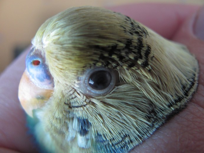 Глаз попугая