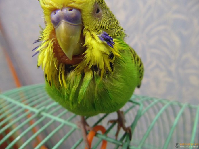 Глазки волнистого попугайчика